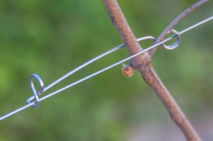 Alambre de púa enredado en una rama de planta. Fondo desenfocado verde.